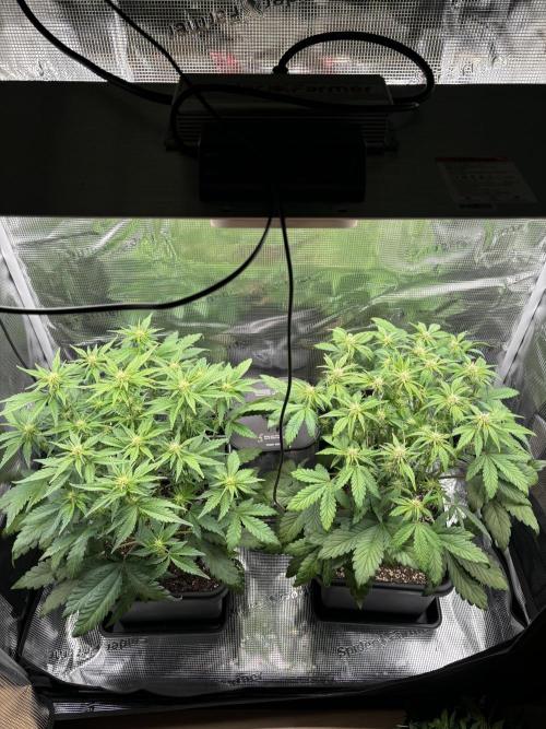 3x Fast Buds Lemon Cherry Cookies Auto. Week 5 - 09.04. - D35