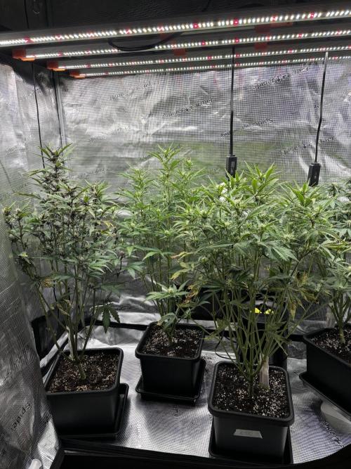 3x Fast Buds LSD-25 Auto. Week 6 - 11.04. - D37