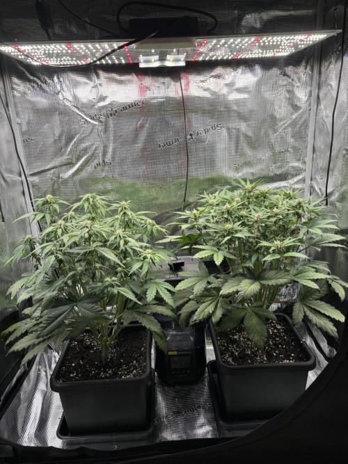 3x Fast Buds Lemon Cherry Cookies Auto. Week 6 - 11.04. - D37