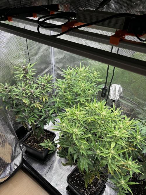 3x Fast Buds LSD-25 Auto. Week 6 - 11.04. - D37