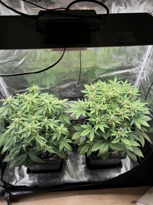 3x Fast Buds Lemon Cherry Cookies Auto. Week 6 - 11.04. - D37