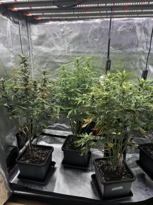 3x Fast Buds LSD-25 Auto. Week 6 - 14.04. - D40