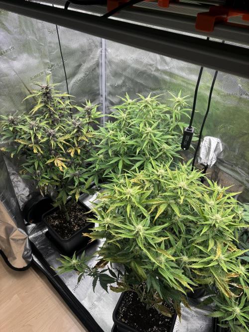 3x Fast Buds LSD-25 Auto. Week 6 - 14.04. - D40