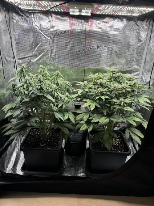 3x Fast Buds Lemon Cherry Cookies Auto. Week 6 - 14.04. - D40