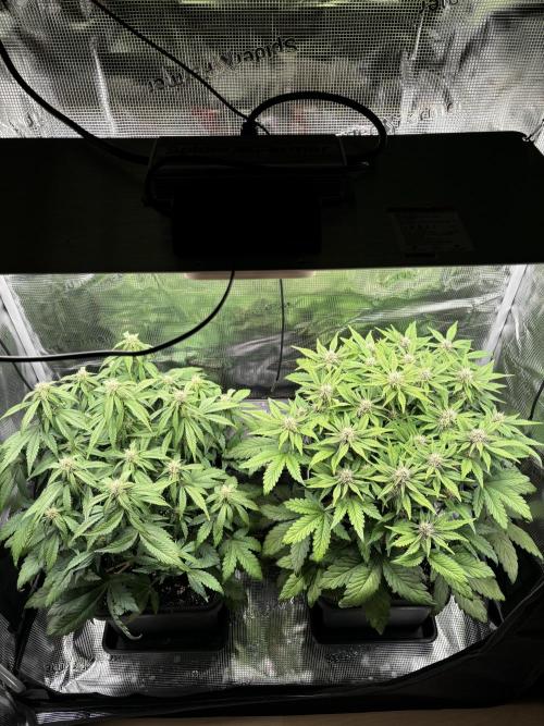 3x Fast Buds Lemon Cherry Cookies Auto. Week 6 - 14.04. - D40