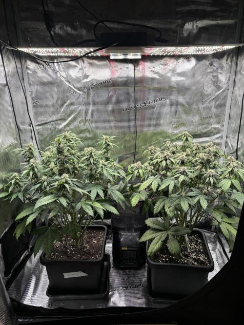 3x Fast Buds Lemon Cherry Cookies Auto. Week 6 - 16.04. - D42