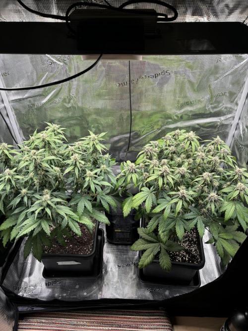 3x Fast Buds Lemon Cherry Cookies Auto. Week 6 - 16.04. - D42