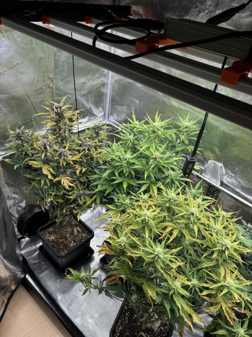 3x Fast Buds LSD-25 Auto. Week 6 - 16.04. - D42