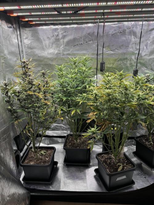 3x Fast Buds LSD-25 Auto. Week 6 - 16.04. - D42