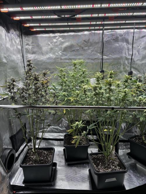 3x Fast Buds LSD-25 Auto. Week 7 - 17.04. - D43