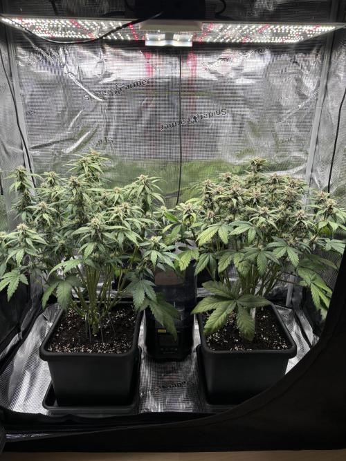 3x Fast Buds Lemon Cherry Cookies Auto. Week 7 - 17.04. - D43