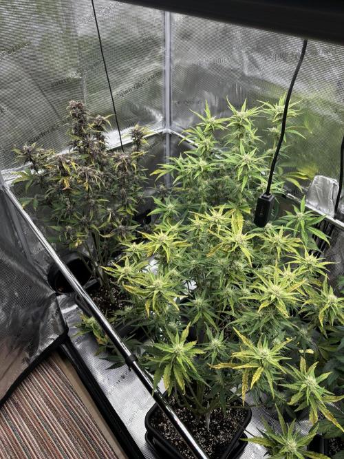 3x Fast Buds LSD-25 Auto. Week 7 - 17.04. - D43