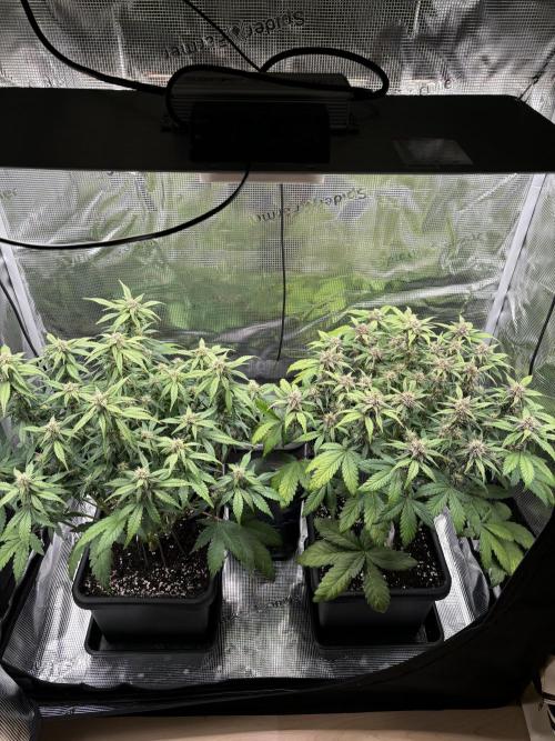 3x Fast Buds Lemon Cherry Cookies Auto. Week 7 - 17.04. - D43