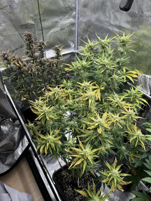 3x Fast Buds LSD-25 Auto. Week 7 - 20.04. - D46