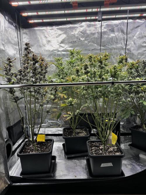 3x Fast Buds LSD-25 Auto. Week 7 - 20.04. - D46