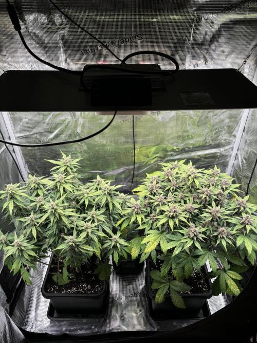 3x Fast Buds Lemon Cherry Cookies Auto. Week 7 - 20.04. - D46