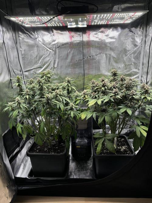 3x Fast Buds Lemon Cherry Cookies Auto. Week 7 - 20.04. - D46