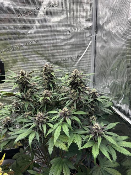 3x Fast Buds Lemon Cherry Cookies Auto. Week 7 - D46 - 3rd plant