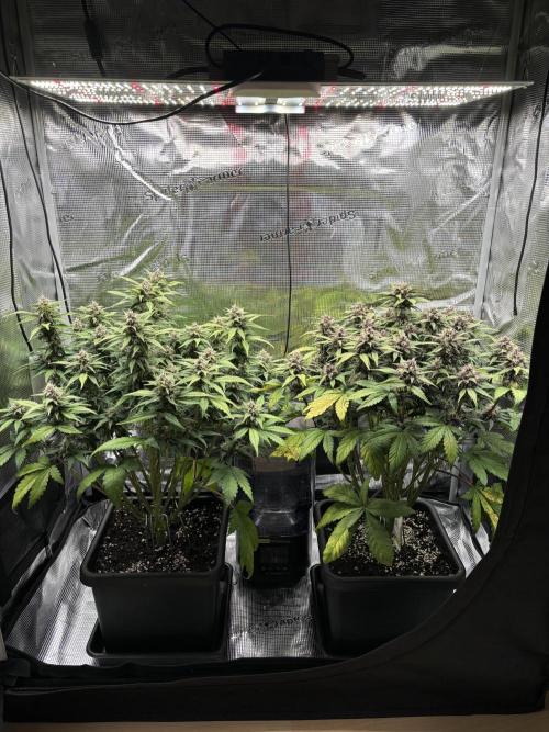 3x Fast Buds Lemon Cherry Cookies Auto. Week 7 - 23.04. - D49