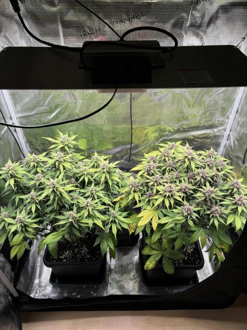 3x Fast Buds Lemon Cherry Cookies Auto. Week 7 - 23.04. - D49