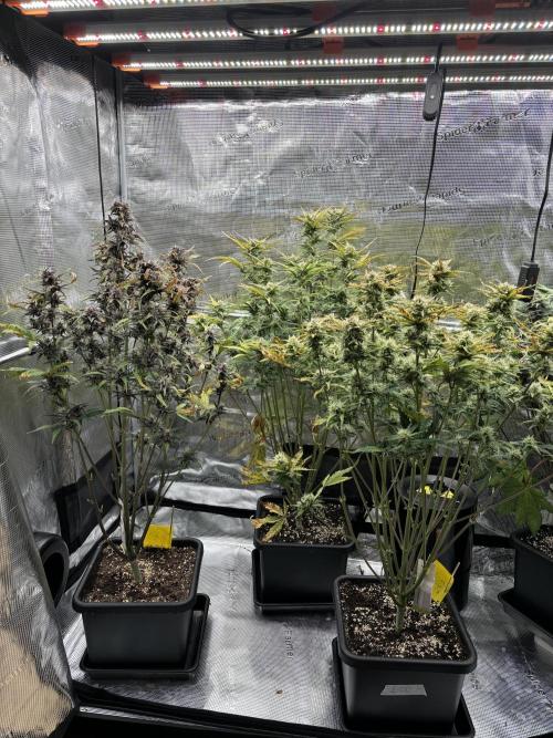 3x Fast Buds LSD-25 Auto. Week 7 - 23.04. - D49