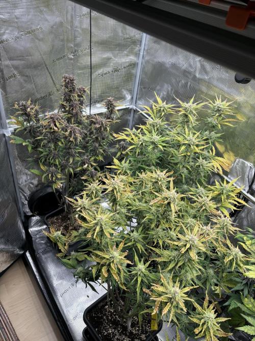 3x Fast Buds LSD-25 Auto. Week 7 - 23.04. - D49