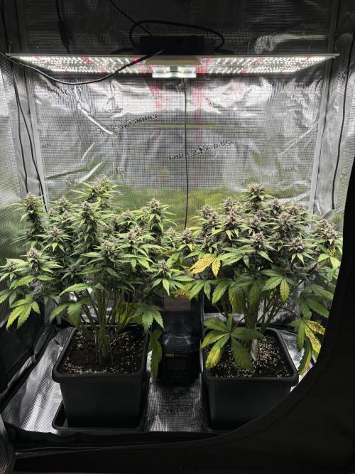 3x Fast Buds Lemon Cherry Cookies Auto. Week 8 - 24.04. - D50