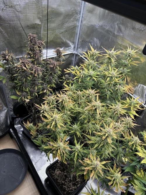 3x Fast Buds LSD-25 Auto. Week 8 - 24.04. - D50