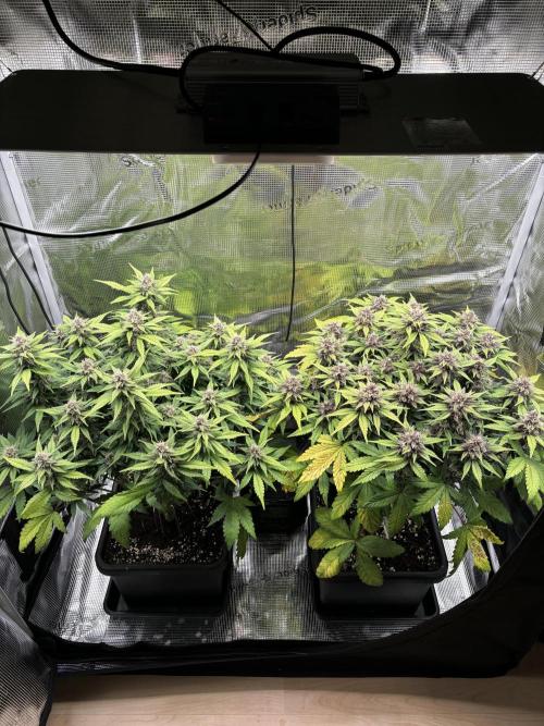 3x Fast Buds Lemon Cherry Cookies Auto. Week 8 - 24.04. - D50