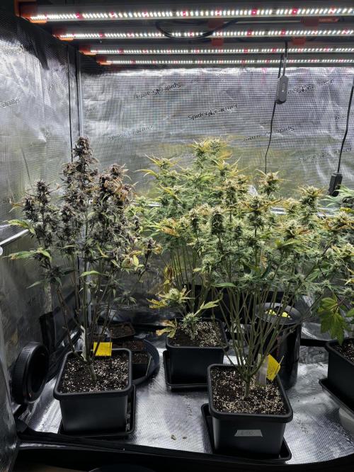 3x Fast Buds LSD-25 Auto. Week 8 - 24.04. - D50