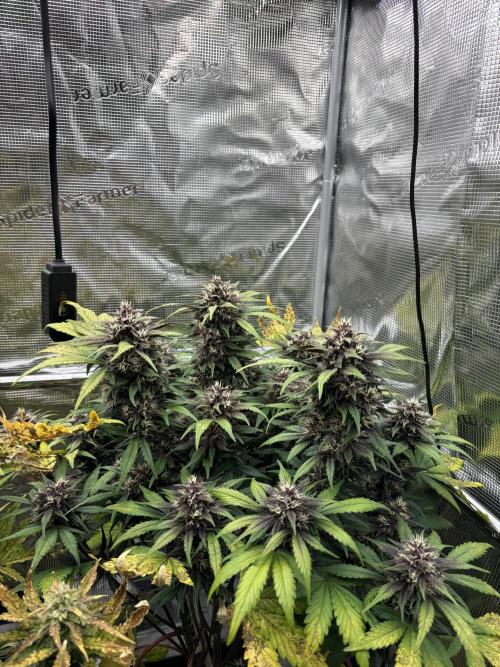 3x Fast Buds Lemon Cherry Cookies Auto. Week 8 - 3rd plant