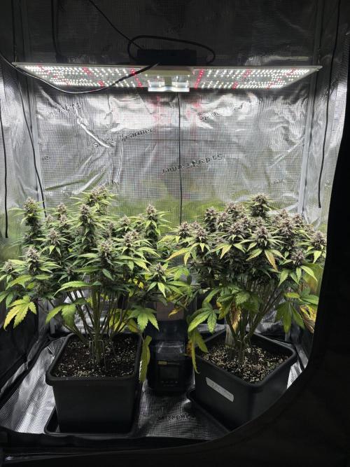 3x Fast Buds Lemon Cherry Cookies Auto. Week 8 - 27.04. - D53