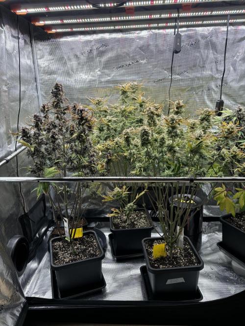 3x Fast Buds LSD-25 Auto. Week 8 - 27.04. - D53