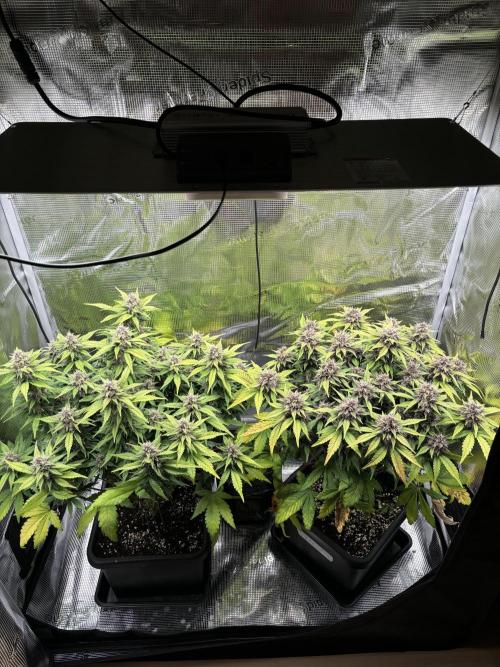 3x Fast Buds Lemon Cherry Cookies Auto. Week 8 - 27.04. - D53