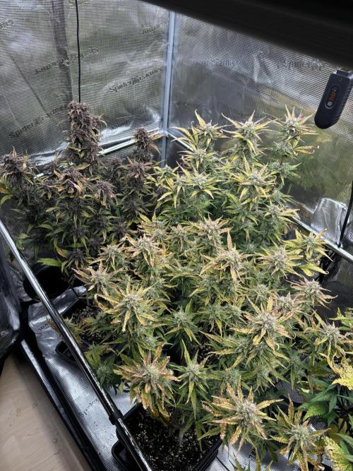 3x Fast Buds LSD-25 Auto. Week 8 - 27.04. - D53