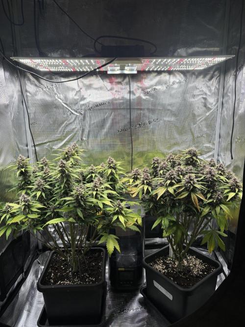3x Fast Buds Lemon Cherry Cookies Auto. Week 8 - 30.04. - D56