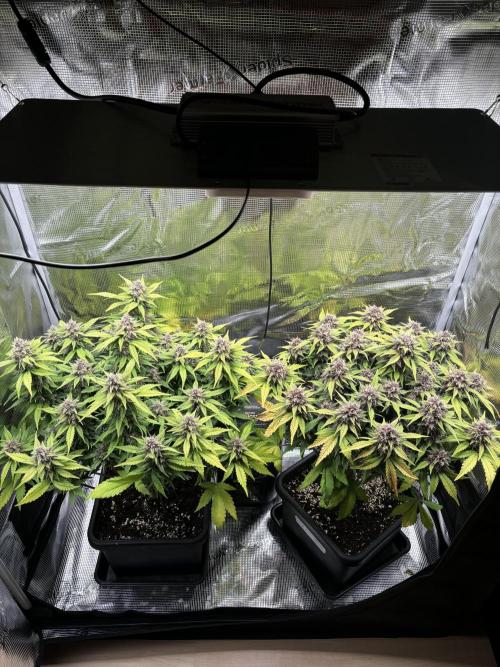 3x Fast Buds Lemon Cherry Cookies Auto. Week 8 - 30.04. - D56
