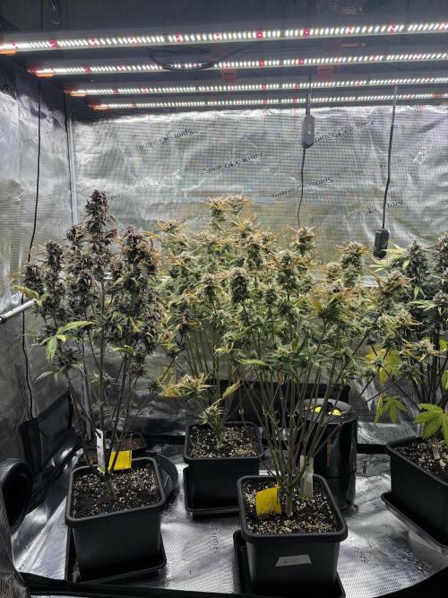 3x Fast Buds LSD-25 Auto. Week 8 - 30.04. - D56