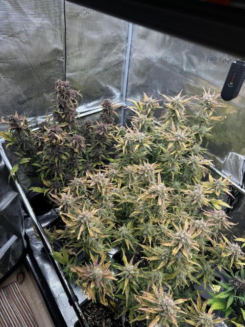 3x Fast Buds LSD-25 Auto. Week 8 - 30.04. - D56
