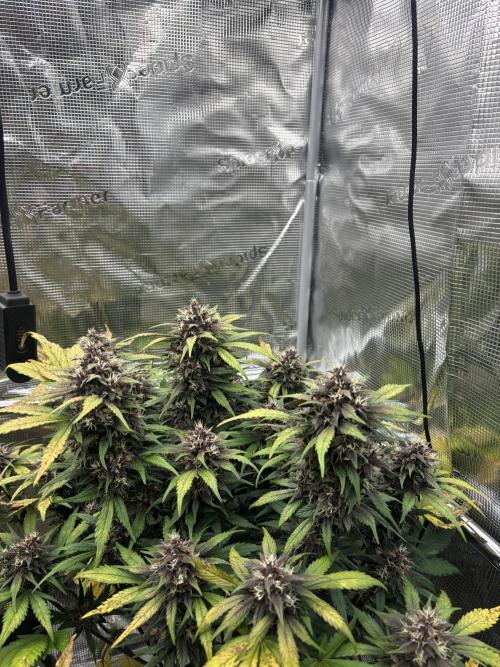 3x Fast Buds Lemon Cherry Cookies Auto. Week 9 - 3rd plant D57