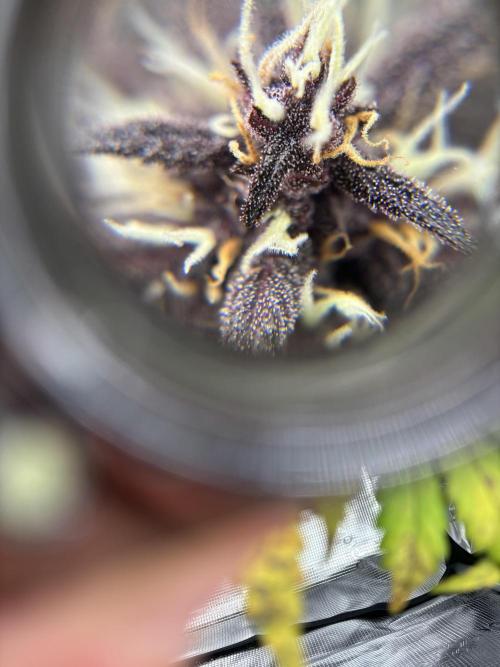3x Fast Buds Lemon Cherry Cookies Auto. Week 9 - trichomes 3rd plant