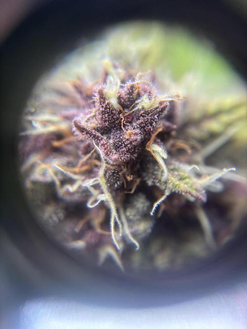 3x Fast Buds Lemon Cherry Cookies Auto. Week 9 - trichomes right plant