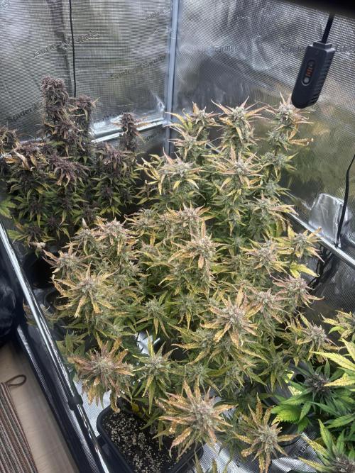 3x Fast Buds LSD-25 Auto. Week 9 - 01.05. - D57