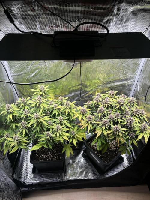 3x Fast Buds Lemon Cherry Cookies Auto. Week 9 - 01.05. - D57