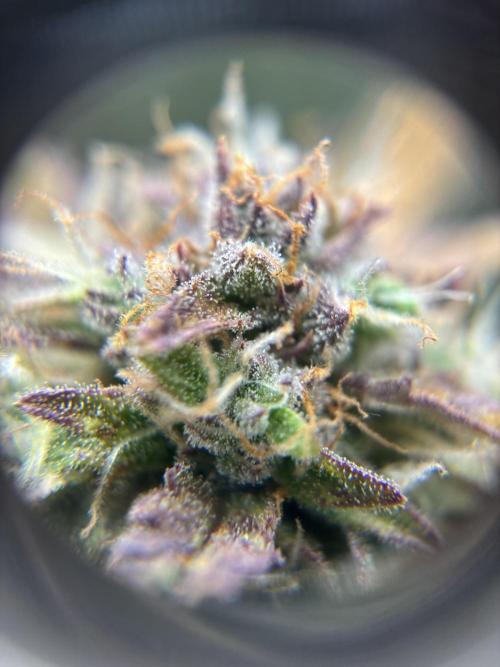 LSD-25 Auto. Week 9