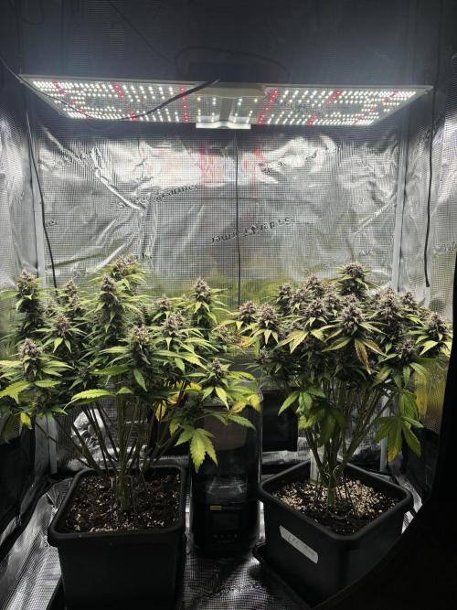 3x Fast Buds Lemon Cherry Cookies Auto. Week 9 - 01.05. - D57