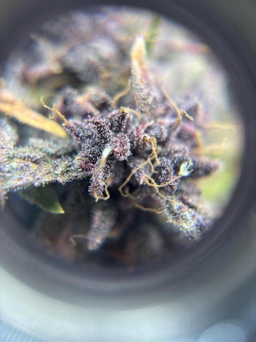3x Fast Buds LSD-25 Auto. Week 9 - trichomes left plant