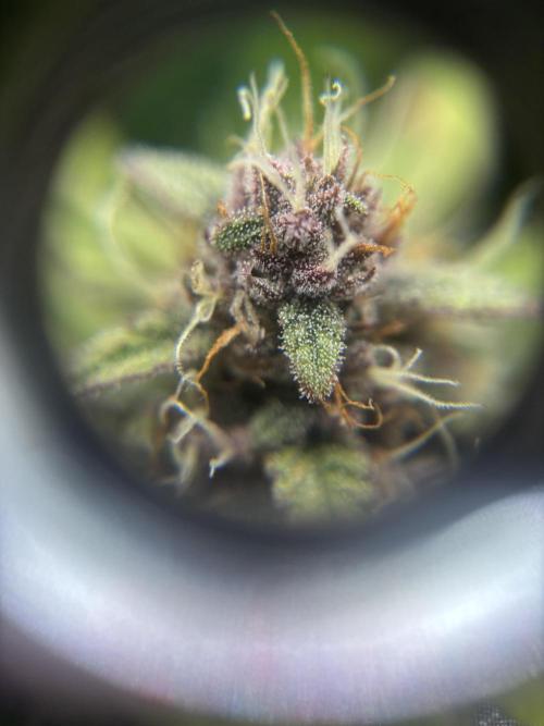 3x Fast Buds Lemon Cherry Cookies Auto. Week 9 - trichomes left plant