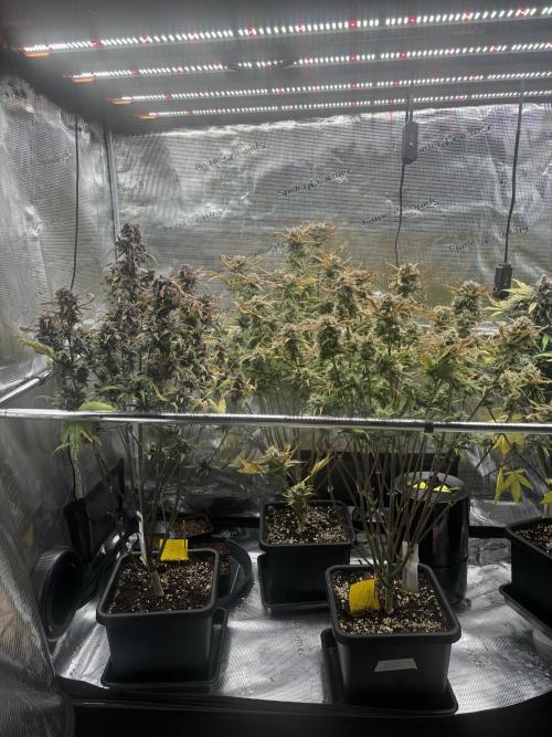3x Fast Buds LSD-25 Auto. Week 9 - 01.05. - D57
