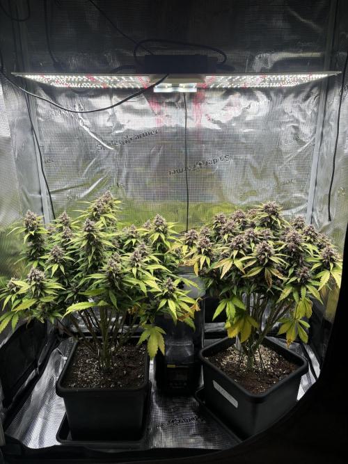 3x Fast Buds Lemon Cherry Cookies Auto. Week 9 - 04.05. - D60